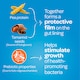 image 3 of FyboCalm Diarrhoea Relief Capsules 30s