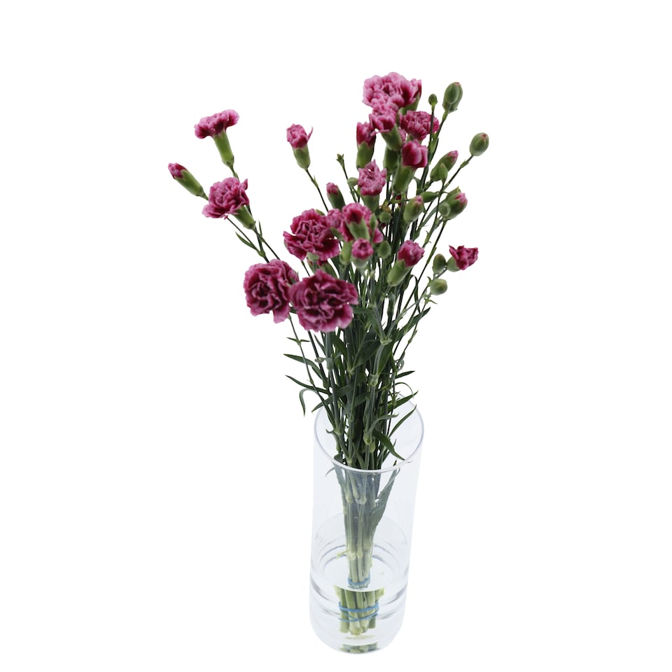 Obrázek 1 pro produkt The Floral Connection Kytice karafiáty 45 cm 10 stonků