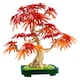 LEGO Botanicals 10348 Vöröslevelű japán juhar bonsai  3. kép