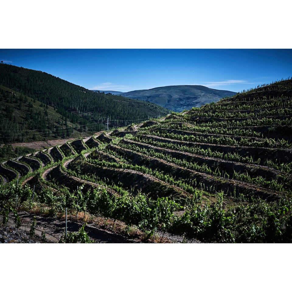 image 1 of Maruxa Mencia 75cl