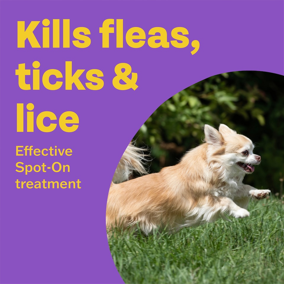 image 1 of Bob Martin Clear Plus Small Dog 1 Tube