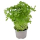 image 2 of Tesco Flat Leaf Parsley Medium Pot