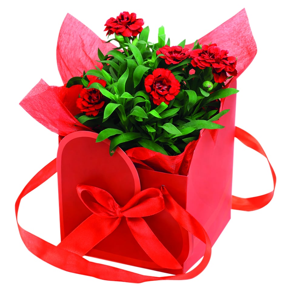 Szegfű Szeretet Mix ajándékcsomag 10,5 cm
