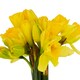 image 2 of Daffodils