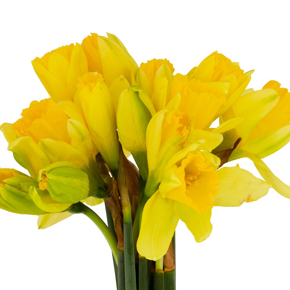 image 1 of Daffodils