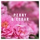 image 3 of Febreze Air Mist Peony & Cedar Air Freshener 185ML