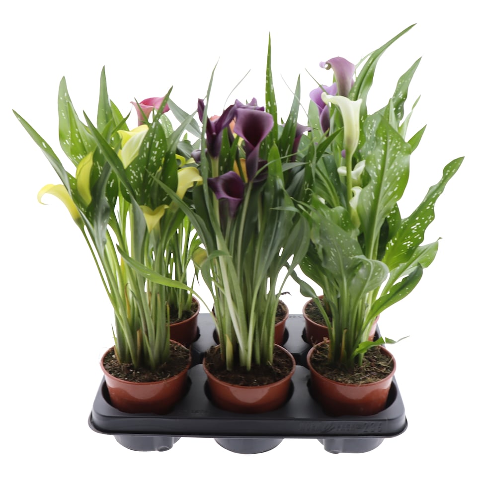 image 1 of The Floral Connection Zantedeschia 12 cm