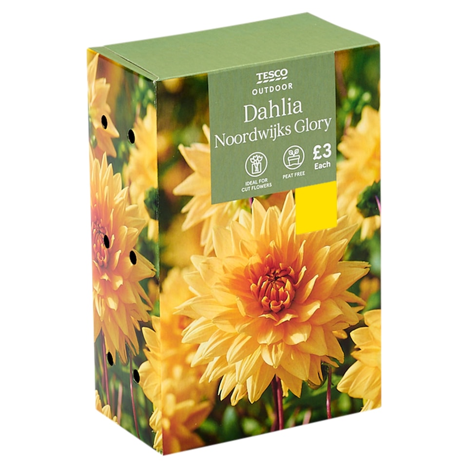 Tesco Dahlia Noordwijk's Glory