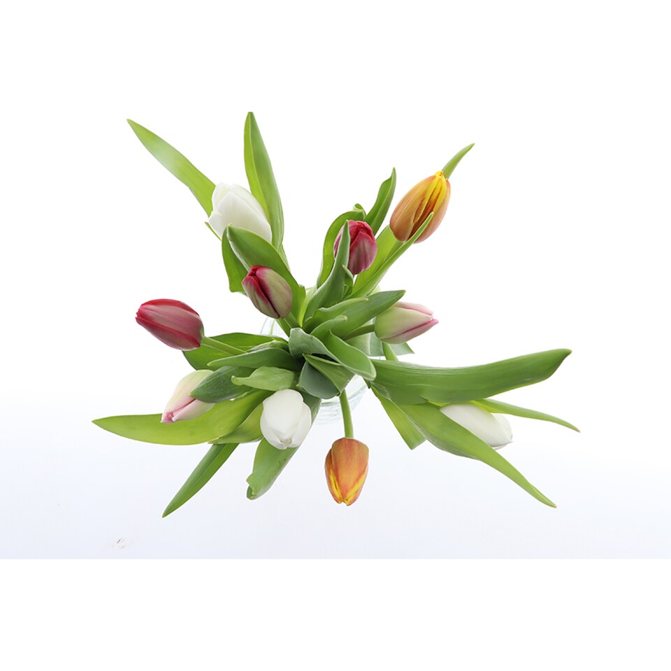 image 1 of Tesco Bouquet of Tulips 10 Stems