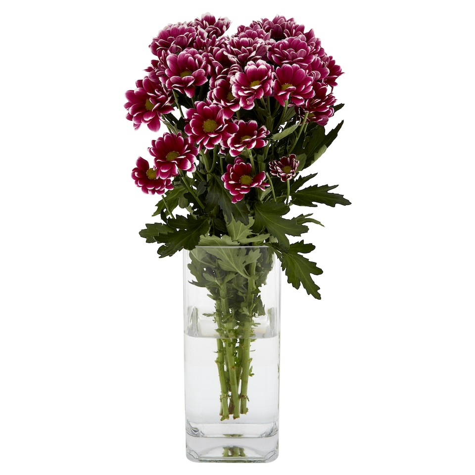 Chrysanthemums (Metro)