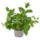 image 2 of Tesco Growing Mint Medium Pot