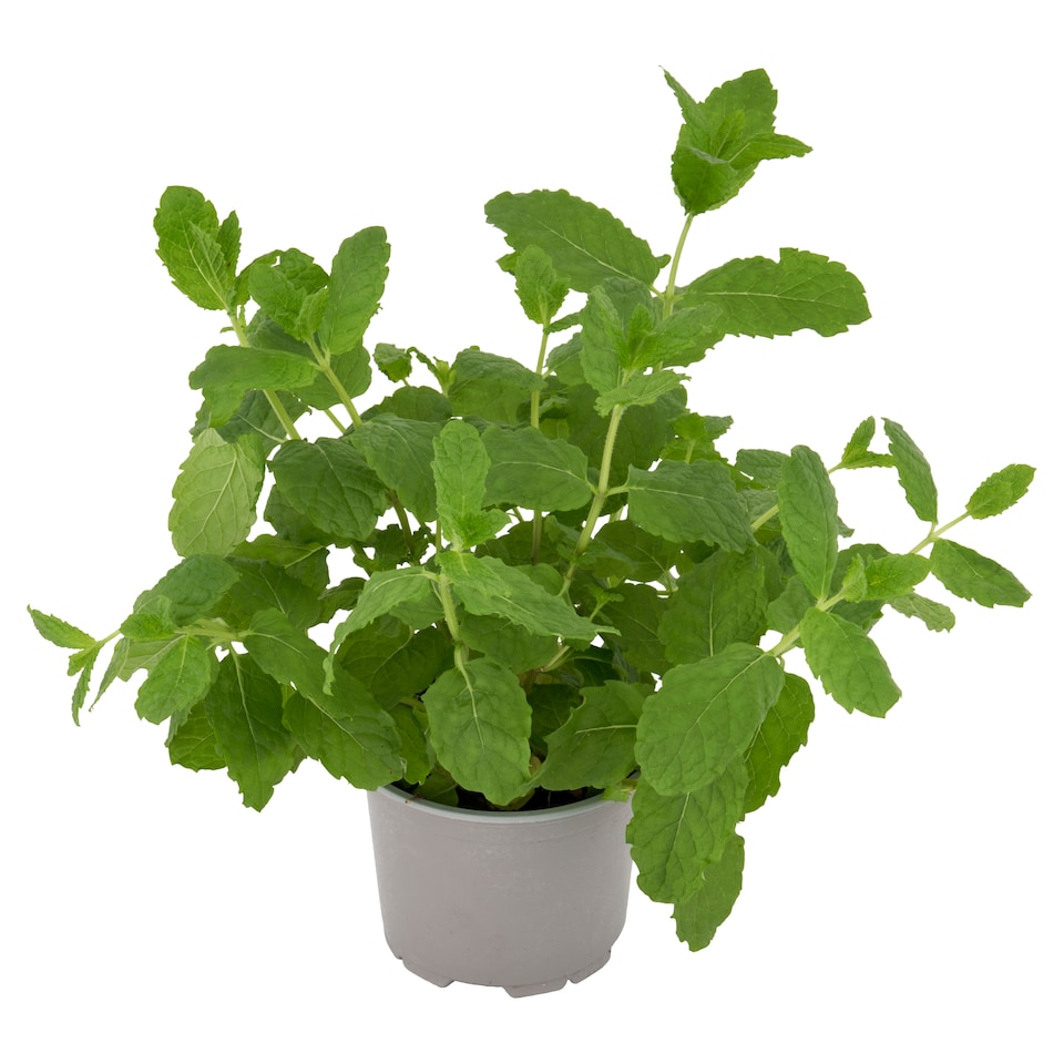 image 1 of Tesco Growing Mint Medium Pot