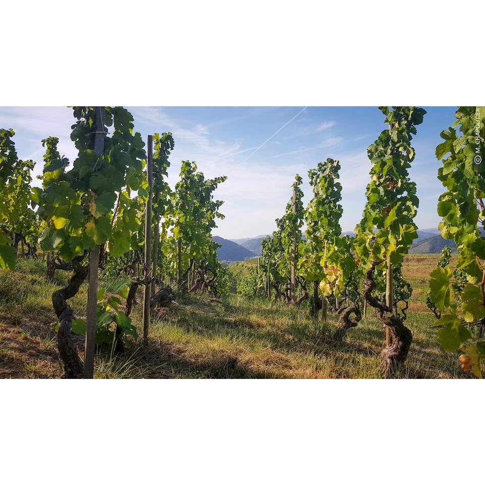 image 1 of M. Chapoutier Crozes-Hermitage Organic 75cl