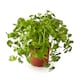 image 2 of Tesco Growing Herb Coriander