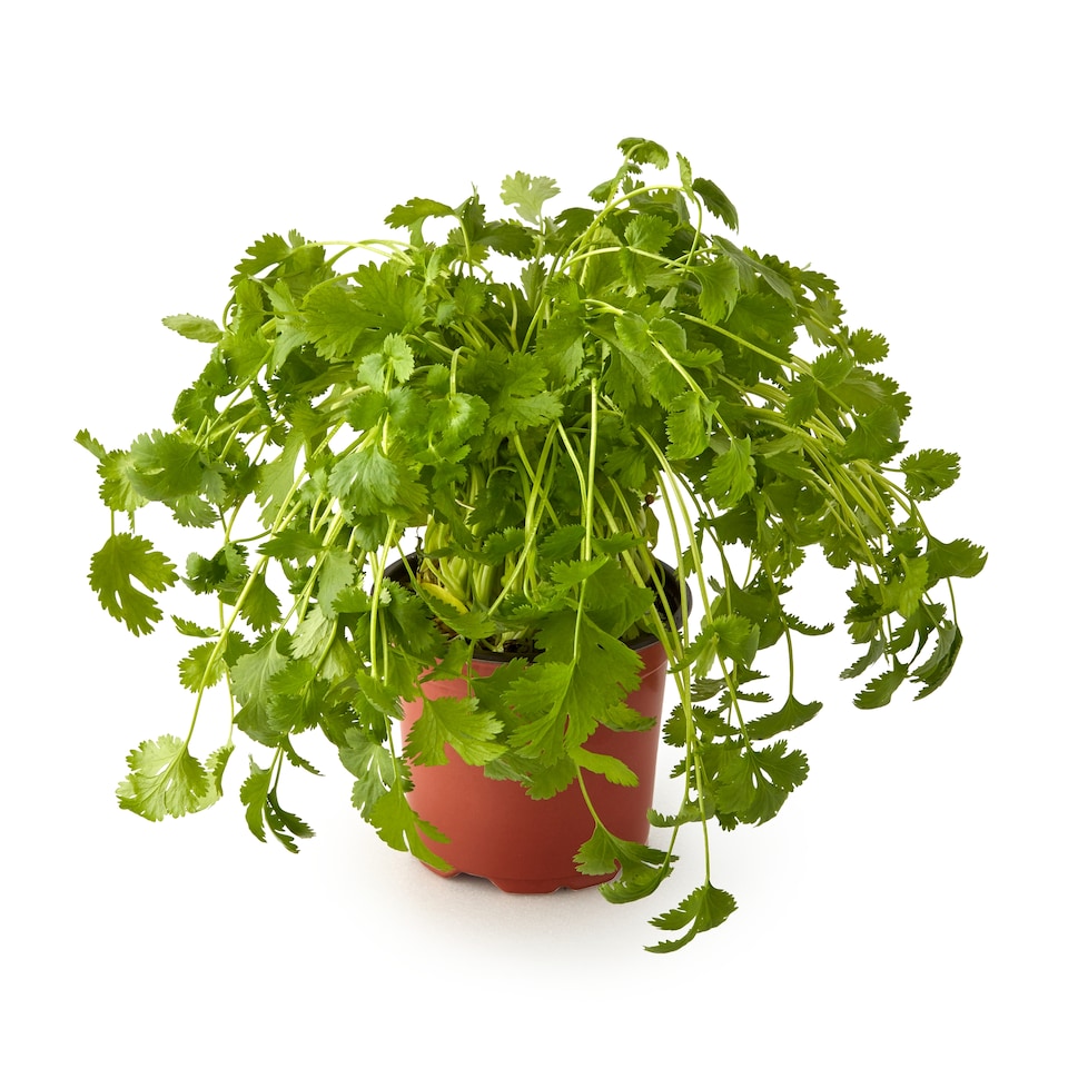 image 1 of Tesco Growing Herb Coriander