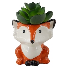 Bayswood Fox Succulent