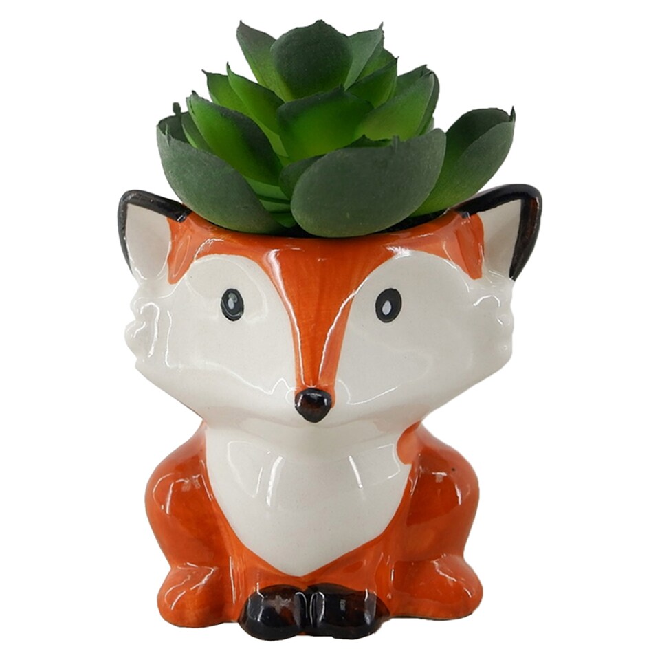 Bayswood Fox Succulent