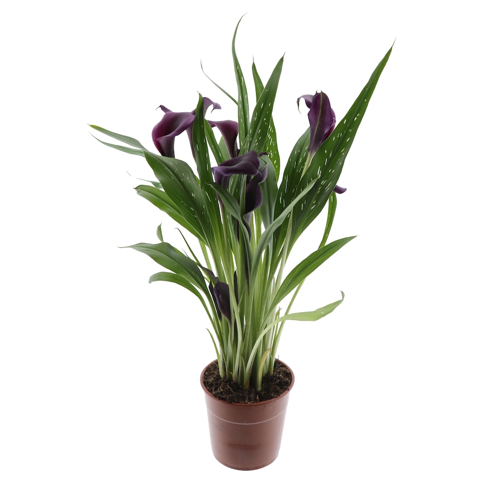 image 1 of The Floral Connection Zantedeschia 12 cm