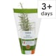 image 1 of Growing Herbs Rosemary