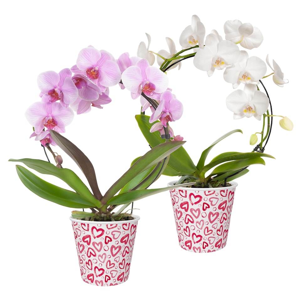 Festett lepkeorchidea ívre futtatva 12 cm