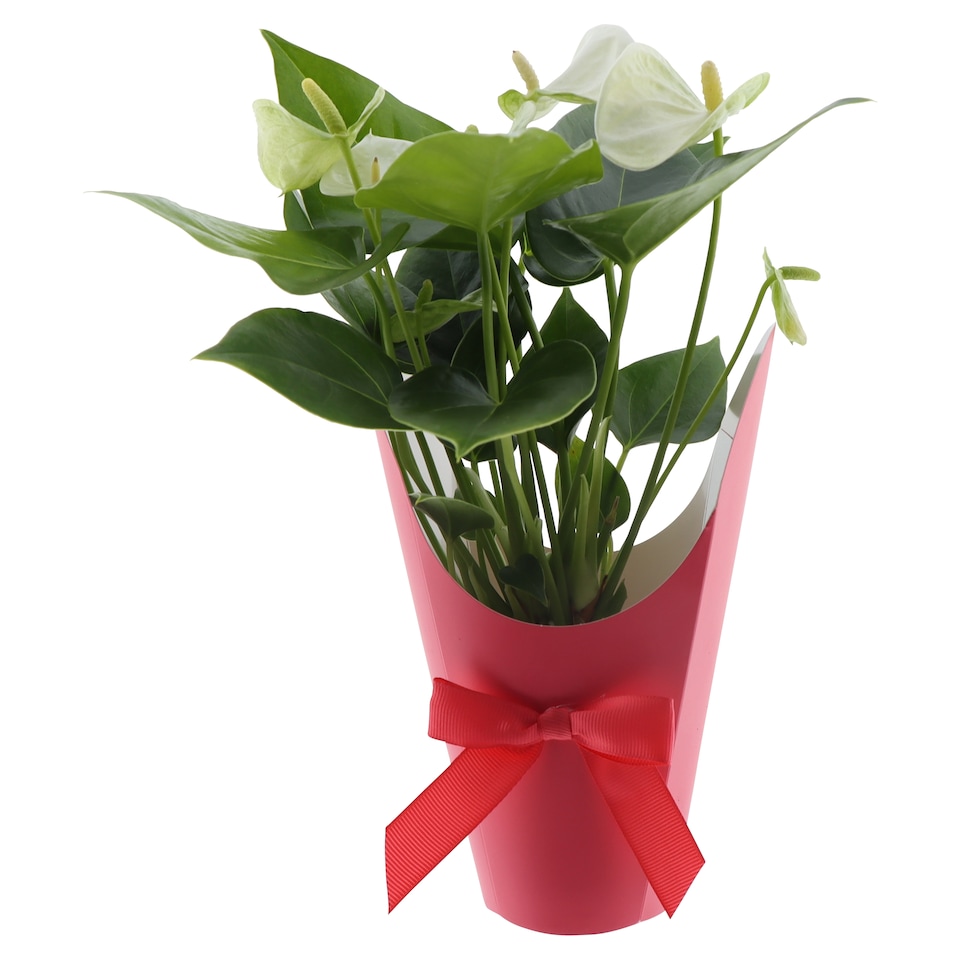 image 1 of The Floral Connection Anturia Mix 9 cm
