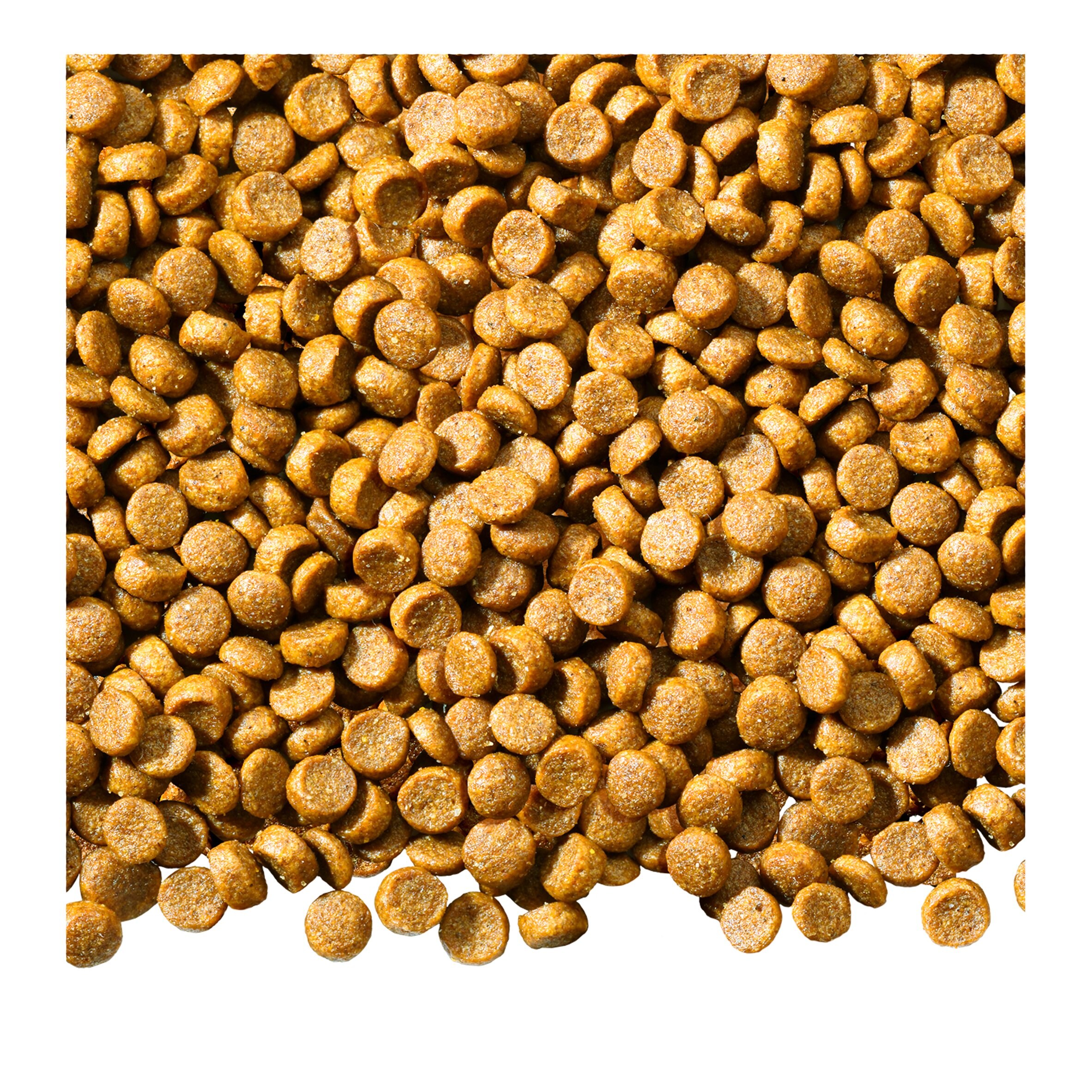 tesco pedigree puppy