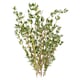 image 2 of Tesco Thyme 20G