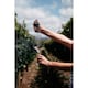 image 6 of Trapiche Reserve Cabernet Sauvignon 75Cl