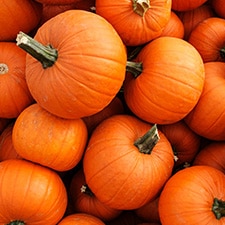 The Pumpkin Patch