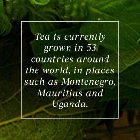 Tea is currently grown in 53 countries ...