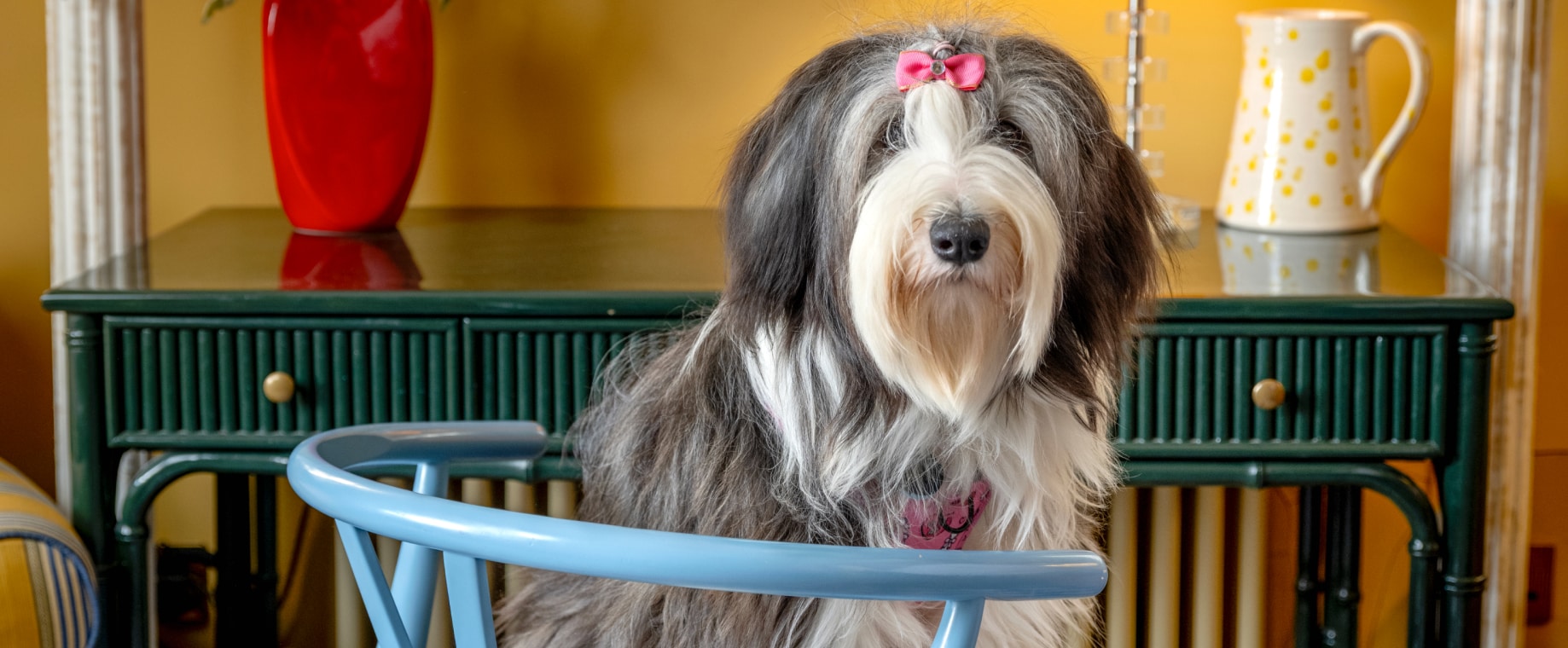 The best for your pets