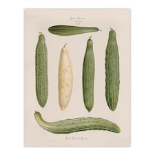 Frame Cucumbers Kitchen Decor Ernst Benary Wall Art Poster Print 12X16"