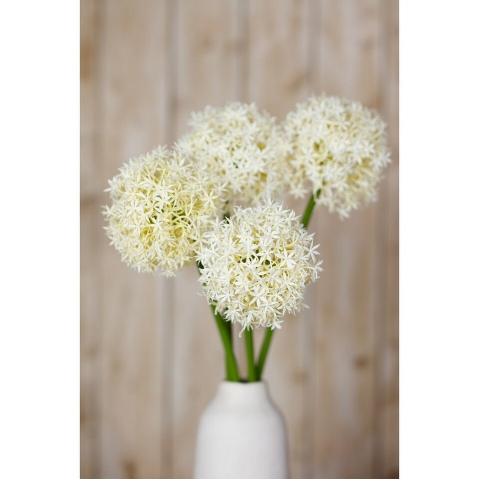 image 1 of Medium Allium (Single Stem Flower) - Plastic - L16 x W16 x H80 cm - Cream