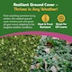 image 5 of Pronto Seed Clover Seed for Lawn UK - White Clover 500g - 50m2 Coverage