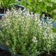 image 8 of Marshalls Garden Thyme Vulgaris 6 x 9cm