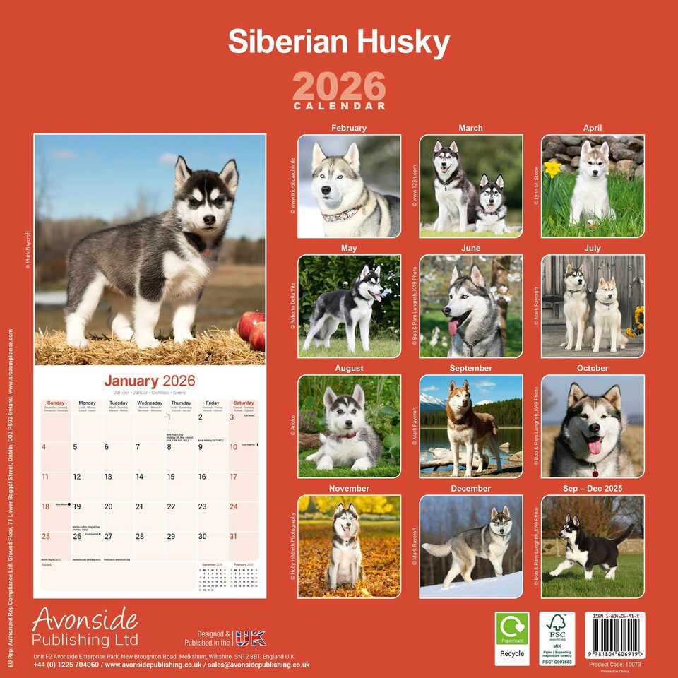 image 1 of Siberian Husky 2026 Calendar | Square Wall Calendar | Dog Breed Gift | Plastic Free Packaging | by Avonside Publishing