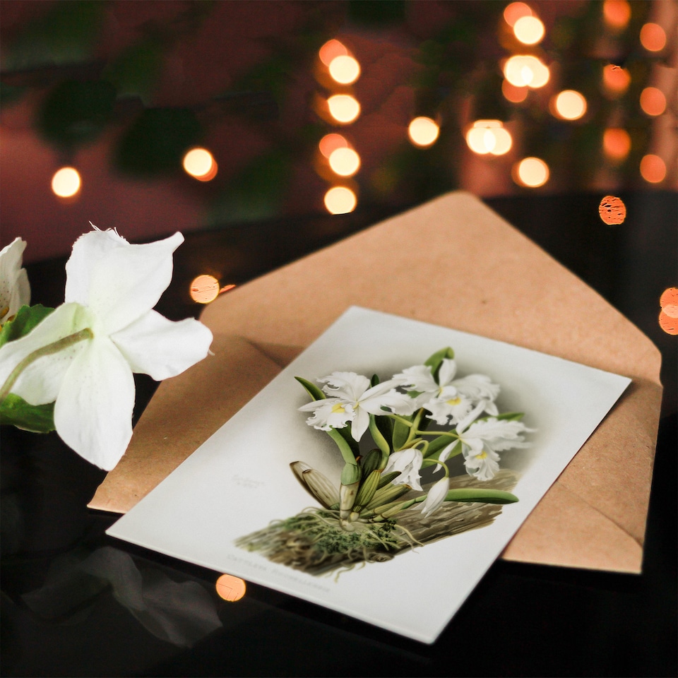 image 1 of Frederick Sander Cattleya Rochellensis Orchid Flowers Art Card