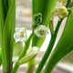 image 7 of Marshalls Garden Lily of the Valley (Convallaria majalis) 3 x 9cm