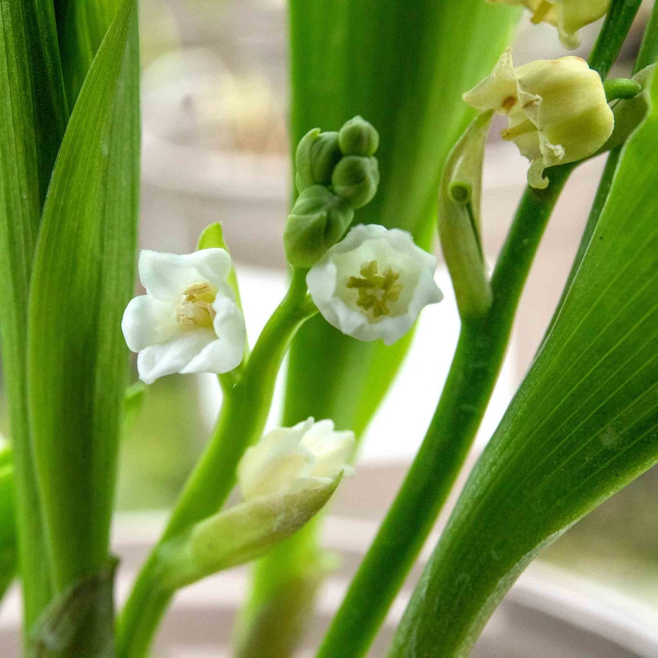 image 1 of Marshalls Garden Lily of the Valley (Convallaria majalis) 3 x 9cm