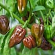 image 2 of Pepper (Chilli) Habanero Chocolate