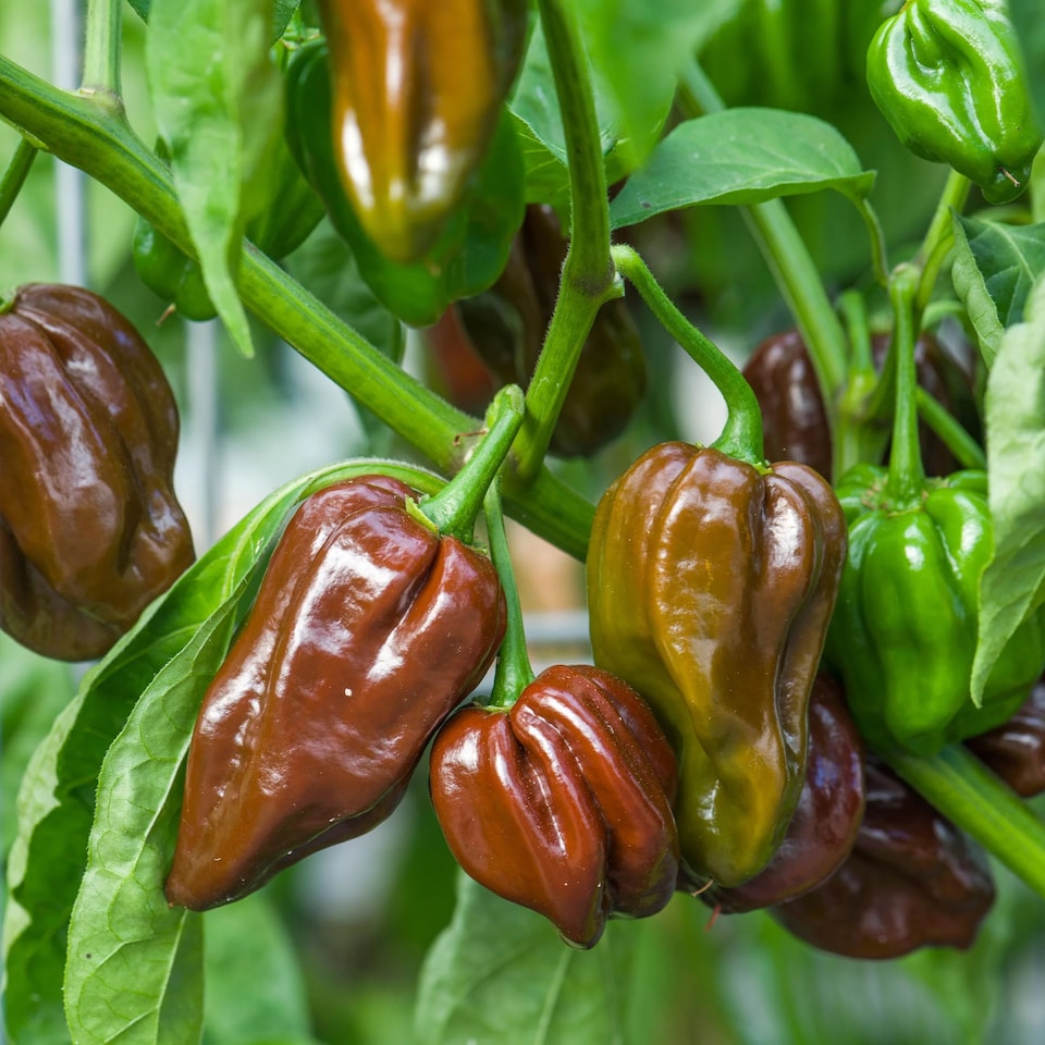 image 1 of Pepper (Chilli) Habanero Chocolate