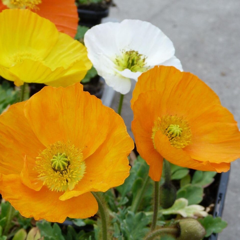 image 1 of Papaver nudicaule Garden Gnome - Dwarf Icelandic Poppy large saucer flowers sunny shades 1-2x 1L pots