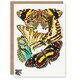image 1 of Eugene Seguy Art Card Papillons Butterflies Vintage