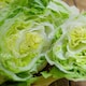image 3 of Carbeth Plants 3 x Iceberg Lettuce Vegetable Plant - 6 pack - Easy Grow Kitchen Garden