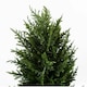 image 3 of Pair 120cm Premium Artificial Cypress Spiral Topiary | Green | 4ft