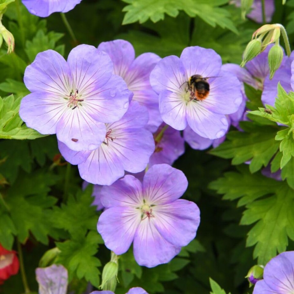 Geranium Hardy Rozanne 9cm Potted Plant x 2