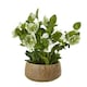 image 1 of Hellebore Plant in Pot - Plastic - L33 x W38 x H41 cm - Green/Taupe