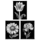 image 1 of Set of 3 Elegant Single Tulip Daisy Rose Spring Flowers Black White Floral Artworks Wall Art Prints 12X16 Inch