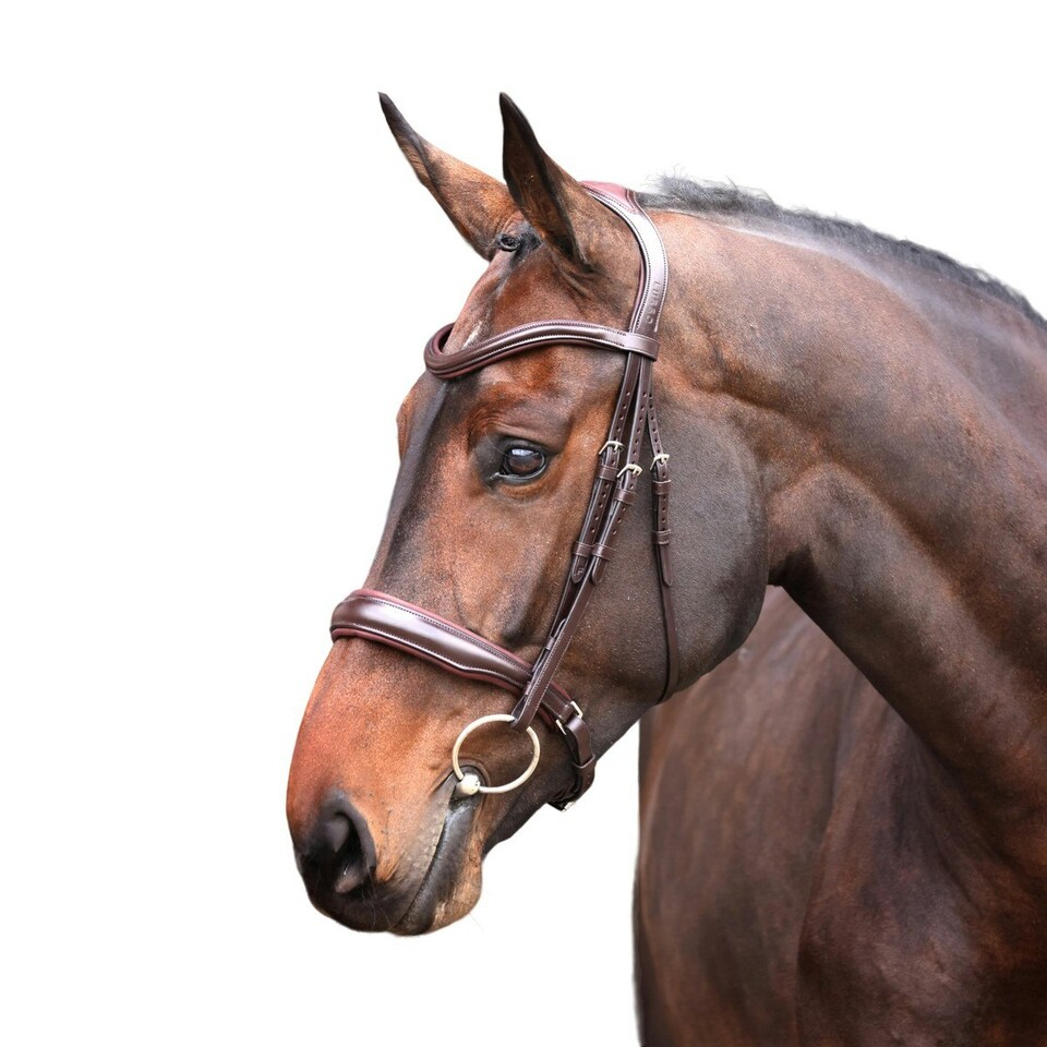 Velociti Lusso Elite Leather Padded Horse Cavesson Bridle - Havana - Pony