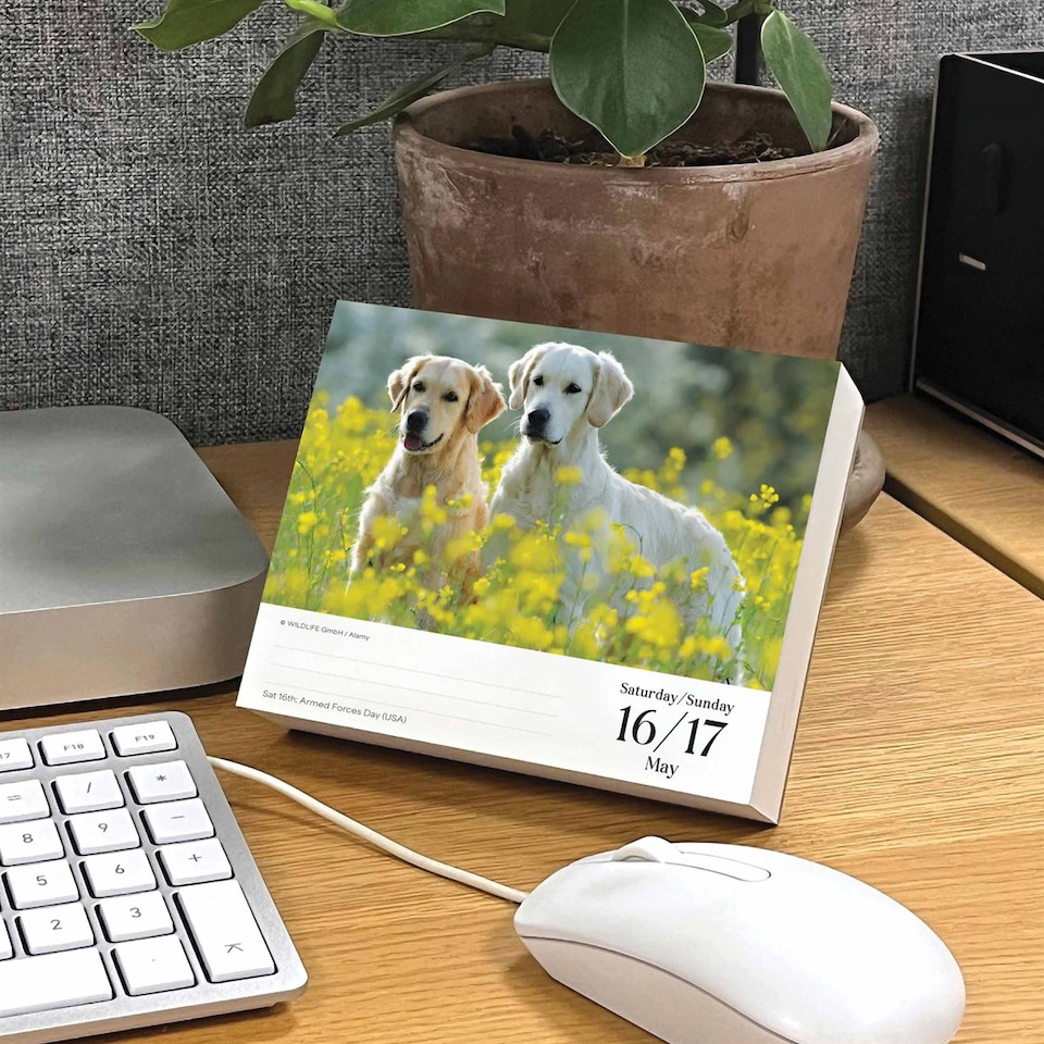 image 1 of Golden Retrievers Desk Calendar 2026